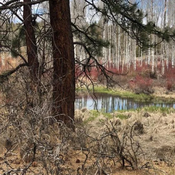 Sprague River Valley ponderosa and birch stand in winter