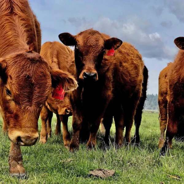 curious cattle in Klamath Basin Sprague River Valley
