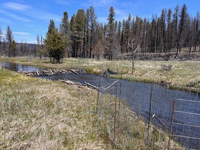 Low-Tech Process Based Restoration channel spanning BDA and caging