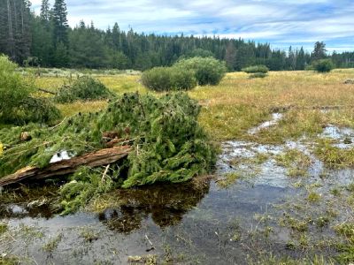 After: 06 August 2025